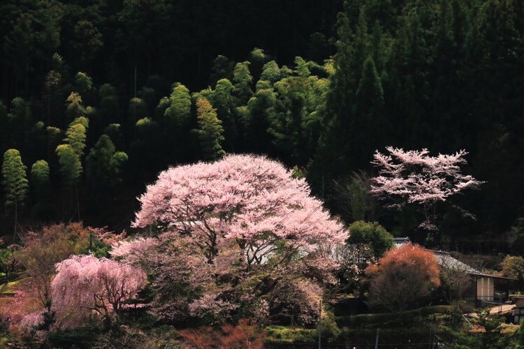 2020桜の開花状況＠三重県大台町】5分咲き～満開に近い場所も | 大台町
