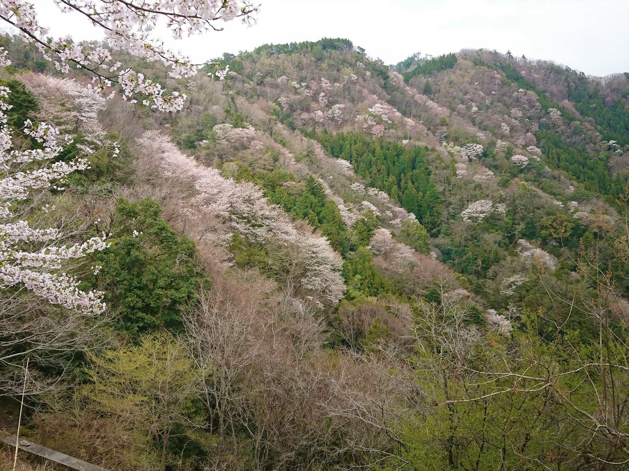 2020桜の開花状況＠三重県大台町】相津峠のヤマザクラが見頃を迎えてい