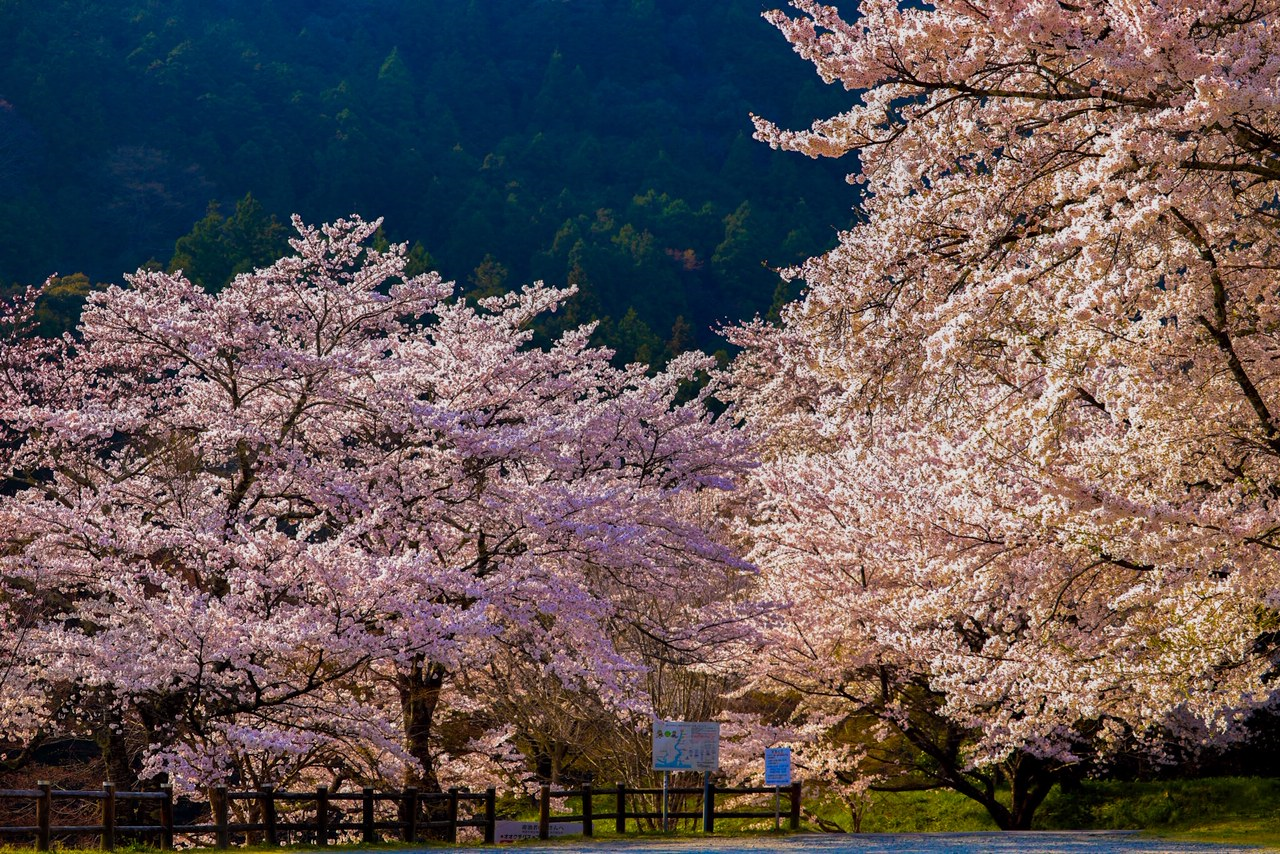 2021年版】三重県大台町のお花見スポット・桜情報 | 大台町観光協会