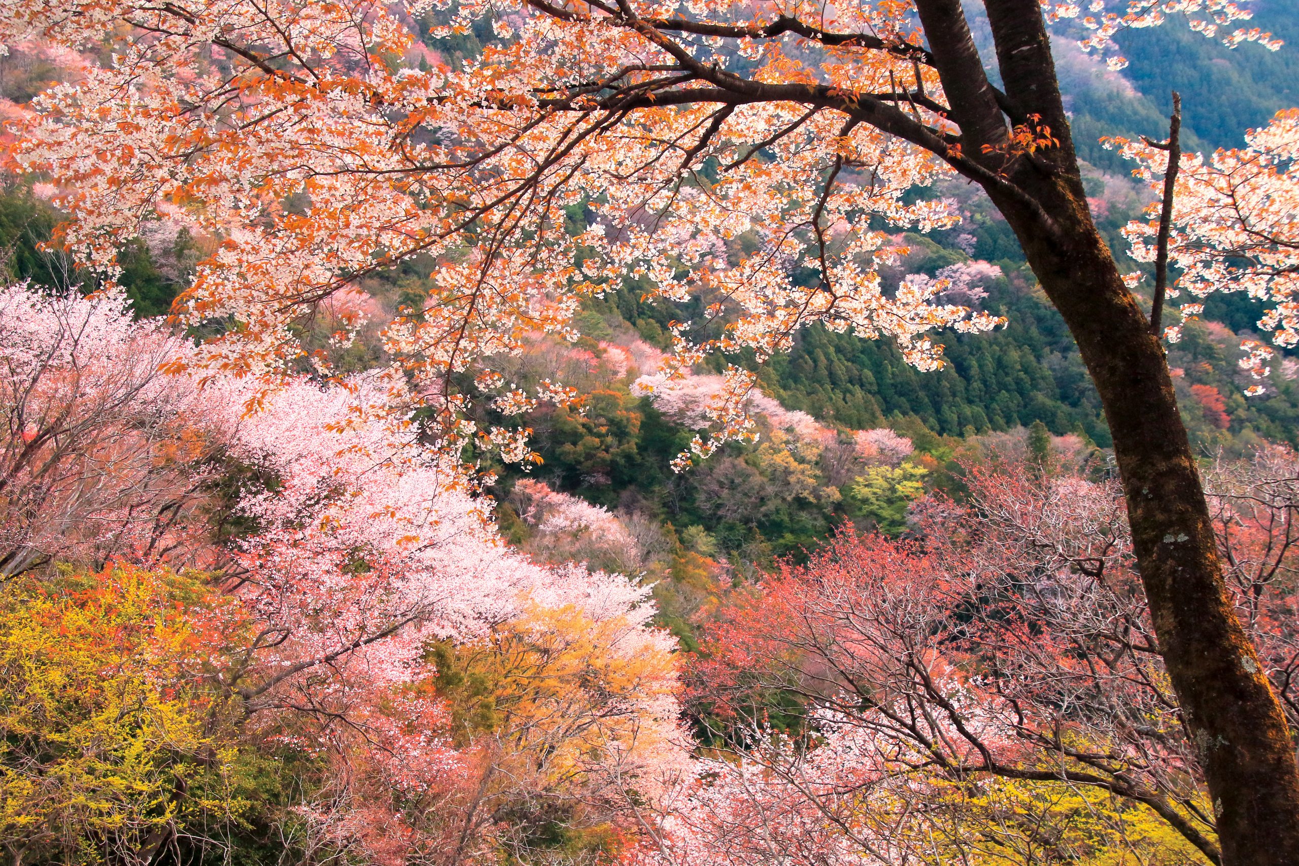 2021年版】山桜の名所「相津峠」開花状況 | 大台町観光協会