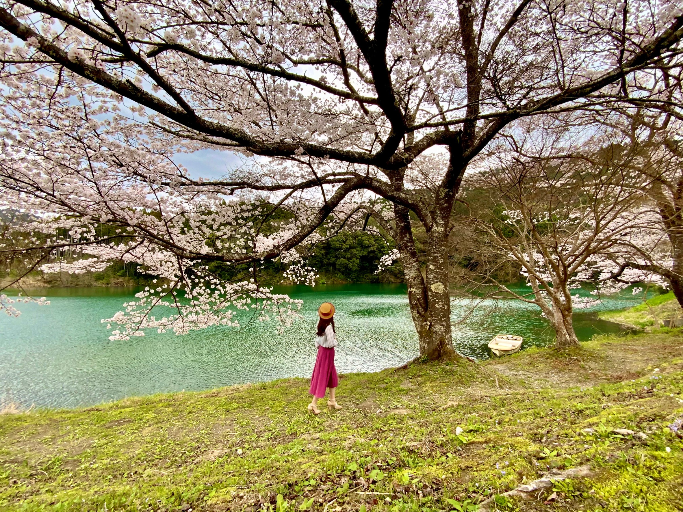 2022桜開花状況】三重県大台町の桜が満開です（令和4年4月1日現在