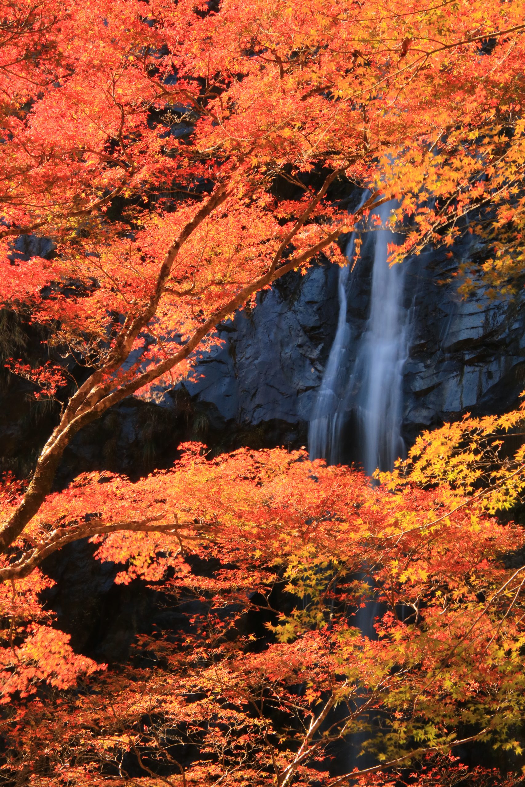 紅葉様 紅葉情報】三重県・大台町観光協会おすすめ紅葉スポット8選【2023年版