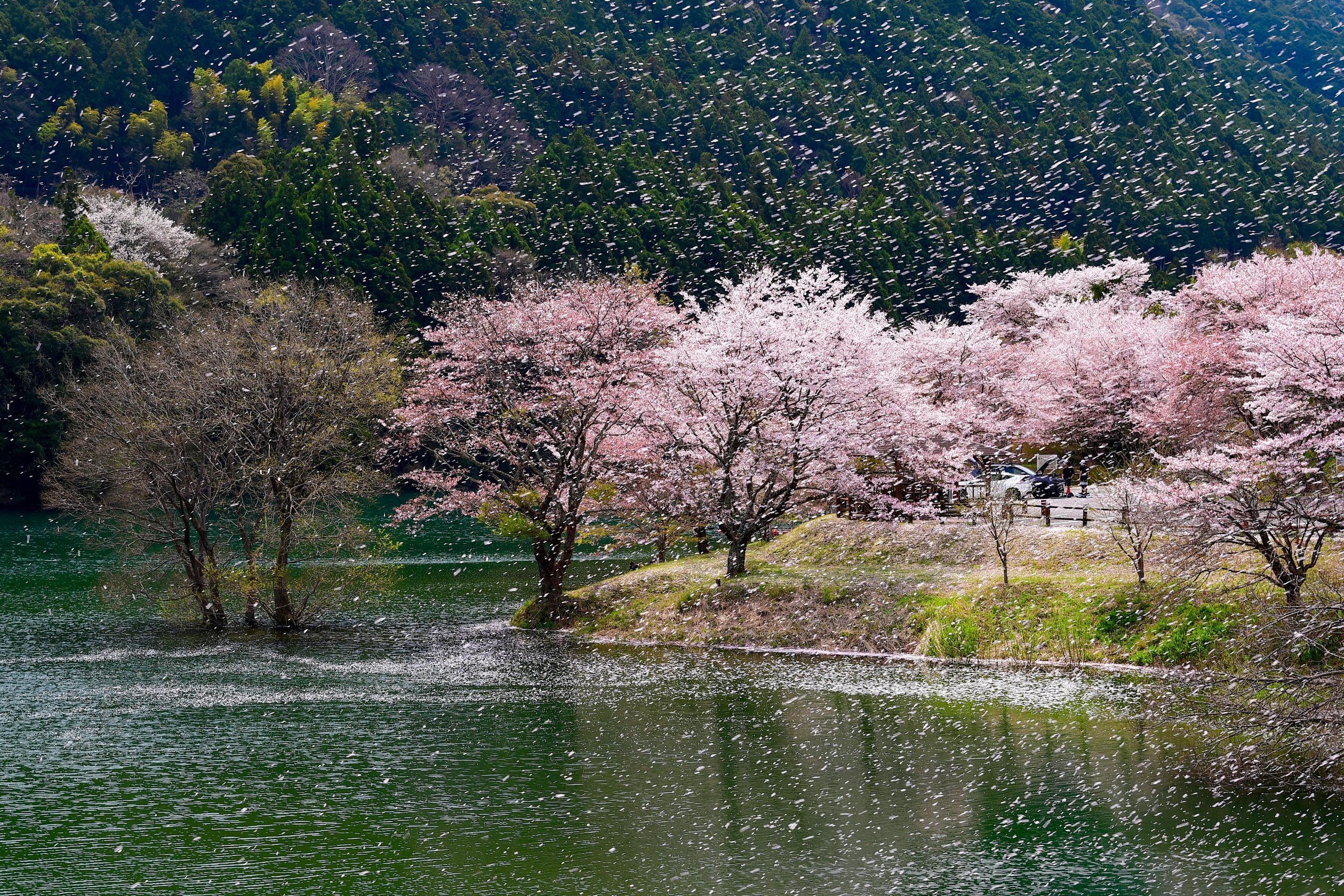 花台 2024年版】三重県大台町のお花見スポット・桜情報 | 大台町観光協会