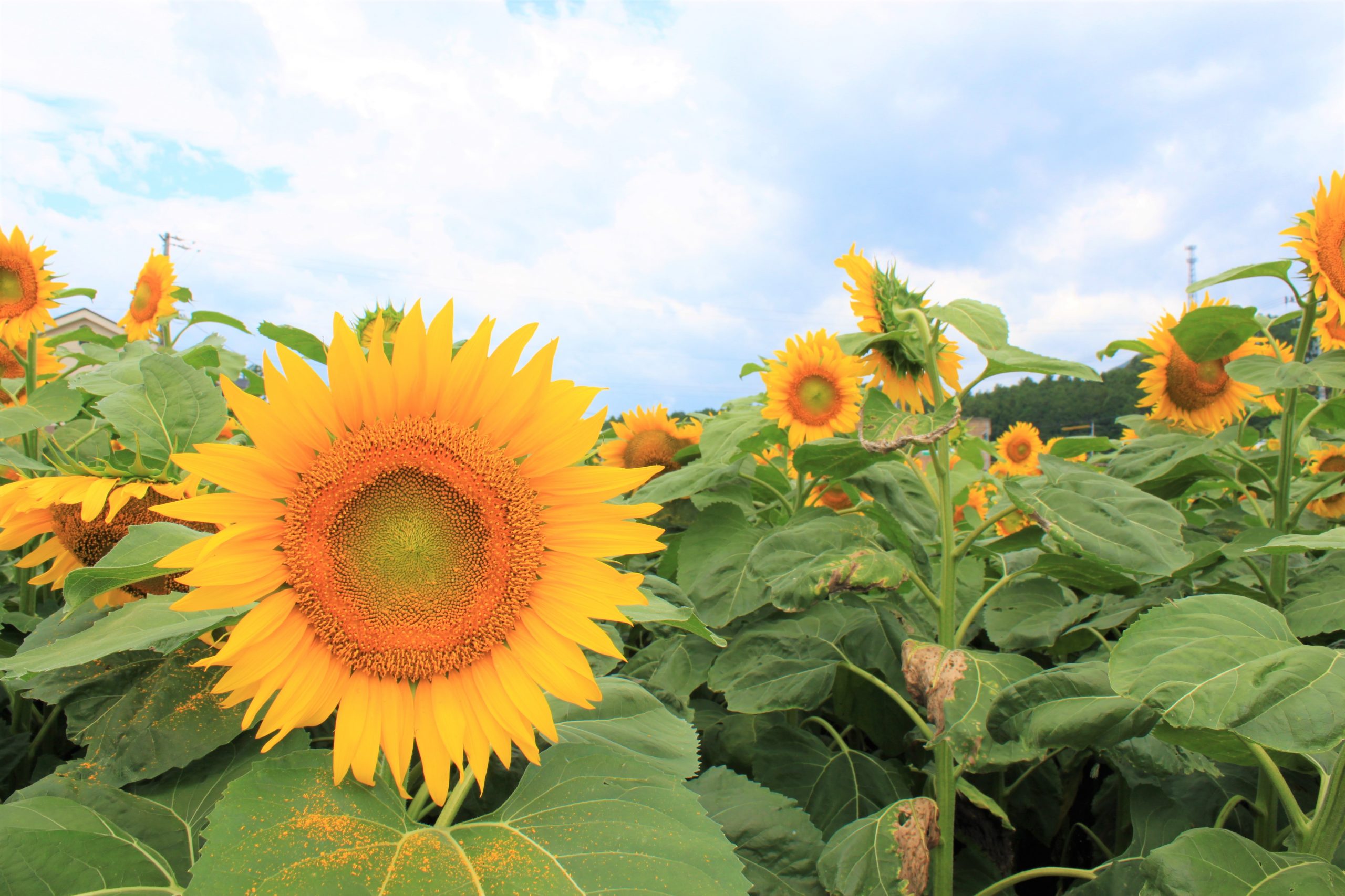追記【2024年夏のひまわり畑は中止】大台町のひまわり | 大台町観光協会