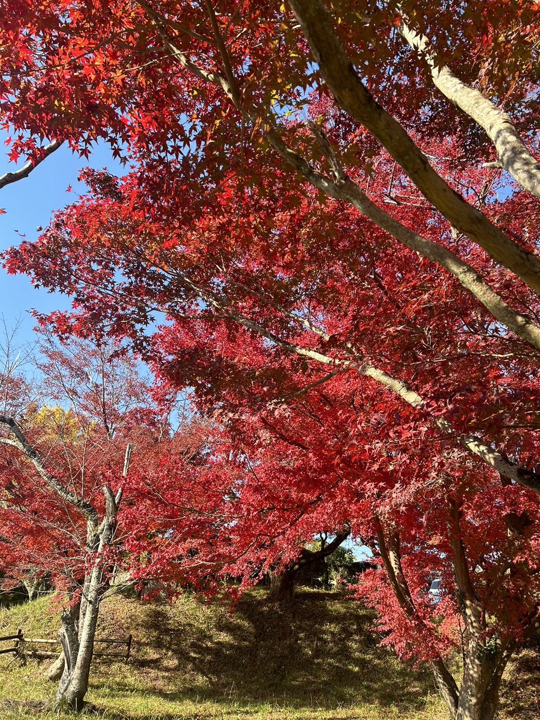 紅葉】12月上旬も楽しめる三重県大台町の紅葉スポット【2024年版